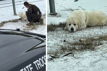 Vierbeiner liegt im Schnee: Hund benötigt nach Unfall Hilfe der Polizei