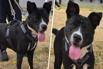 Von Besitzer unterschätzt und im Tierheim gelandet: Gibt es für die junge Molly noch ein Happy End?