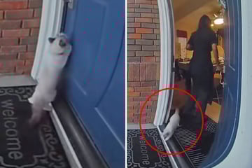 Wohnungs-Katze landet vor Haus: Was sie dann tut, geht so vielen unter die Haut