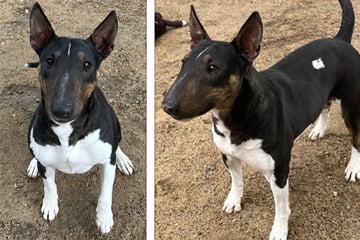 Hunde-Mädchen wird bitter enttäuscht: Kann Kali den Menschen noch vertrauen?