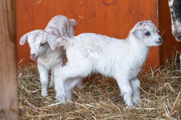 Flauschig und zuckersüß: Kaschmirziegen in der Wilhelma im Baby-Glück