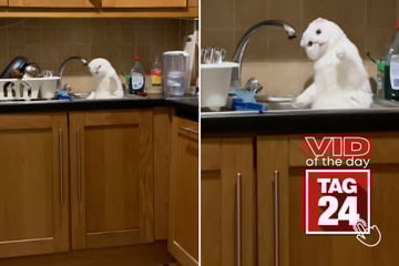 Viral Video of the Day for January 14, 2026: Adorable cat captivated by leaky kitchen faucet