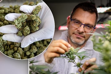 Chemnitz: Ein Jahr nach Legalisierung: So entspannt läuft es im Chemnitzer Cannabis-Club