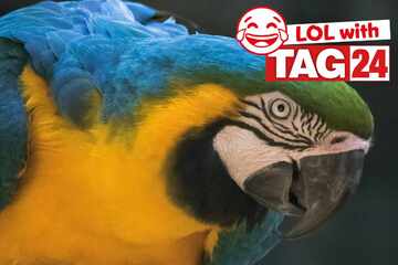 Joke of the Night for June 15, 2025: An animal joke to make you smile