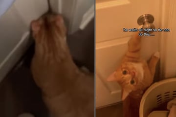 Katze wartet die ganze Nacht vor der Tür: Der Grund lässt so viele Herzen schmelzen