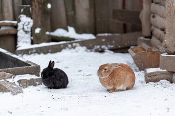 Bereit für den ersten Frost? So macht man den Kaninchenstall winterfest