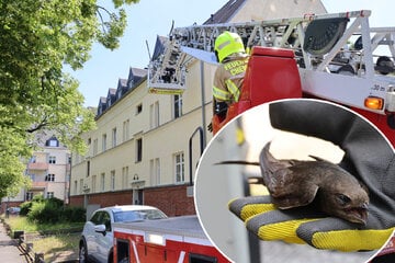 Chemnitz: Tierrettung in Chemnitz: Feuerwehr holt Vögelchen aus Dachrinne