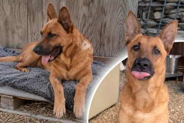 Schäferhund ganz allein: Warum vermisst niemand Sören?