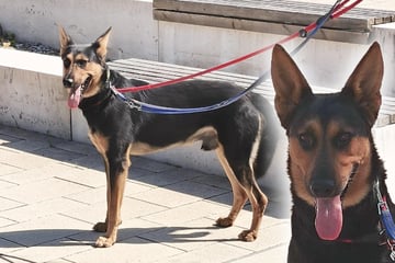Besitzer geben bei diesem Hund überfordert auf: Was wird nun aus Louis?