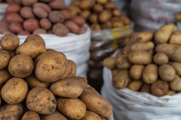 Schwache Kartoffelernte auf Thüringer Äckern