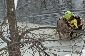 Golden retriever falls through the ice and sparks a desperate rescue effort