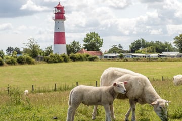 Wo ist der Killer-Goldschakal von Sylt? Tier darf nicht mehr abgeschossen werden