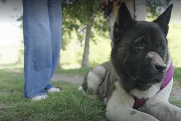 Erst Garage, dann sollte sie sterben: Die herzzerreißende Geschichte von Akita-Hündin Samy