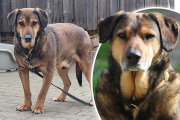 Percy war lange Zeit im Käfig eingesperrt: Wer schenkt ihm endlich ein glückliches Hundeleben?