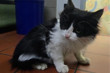 Tagelang ohne Wasser und Nahrung: Zoll befreit völlig erschöpftes Kätzchen aus Lkw