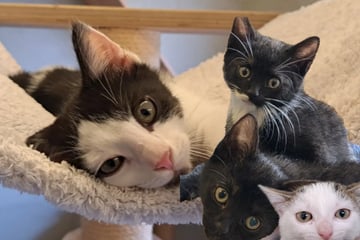 Leipzig: Bereit für den Start ins Leben: Leipziger Tierheim sucht neues Zuhause für süße Katzenkinder