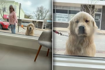 Hund bleibt täglich am selben Fenster stehen: Sein Grund geht so vielen ans Herz