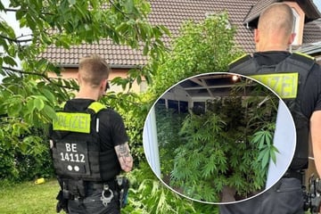 Berlin: Polizei findet Drogenplantage, weil es dem Nachbarn stinkt