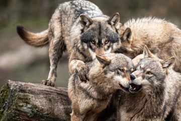 Horror im Safari-Park: Wolfsrudel greift Besucherin an