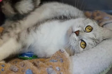 Trotz gesundheitlicher Probleme: Wer schenkt der lieben Katze Malou ein Happy End?