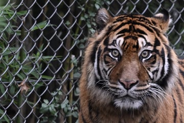 Tödlicher Paarungsversuch: Vom Aussterben bedrohtes Tiger-Weibchen stirbt im Zoo!