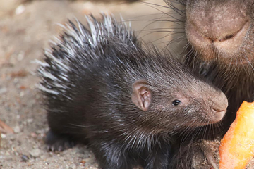 Vom Aussterben bedroht: Tierpark freut sich über niedlichen Nachwuchs