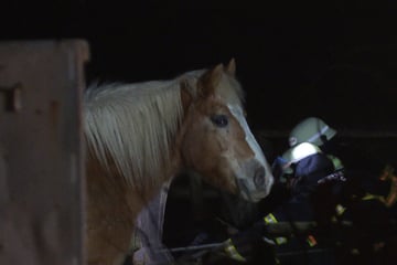 Hamburg: Tragödie auf der Weide: Pferd bleibt mit Hinterteil stecken und stirbt