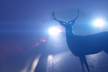 Achtung, Wild! Wie reagiert man richtig, wenn ein Hirsch vor das Auto springt?