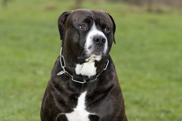 Mann will fremdem Herrchen den Rottweiler-Mischling klauen - und beißt plötzlich zu