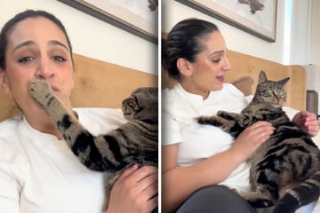 Frau ruft beim Kuscheln mit Kater ihre andere Katze: Seine Reaktion bringt so viele zum Lachen