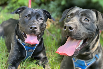 Hund "Spike" gibt sich alle Mühe: Bekommt er endlich eine zweite Chance?