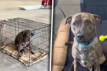 Hund wird zweimal zurück ins Tierheim gegeben: Was dann folgt, bricht so viele Herzen