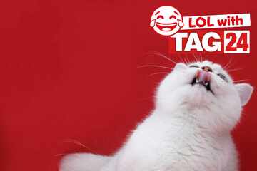 Joke of the Day for November 8, 2025: A cat silly for a funny Caturday!