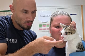 Katze an Bahnhof ausgesetzt: Reisende entdeckt Tier ohne Wasser