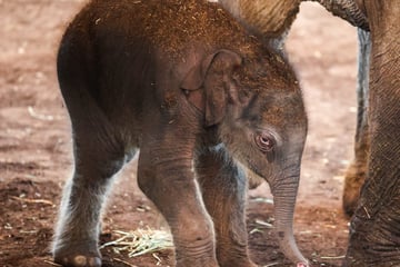Jungbulle wird ein Jahr alt: Kölner Zoo feiert Geburtstag von Baby-Elefant "Taro"