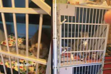 Adorable animal intruder found inside cat cages in viral TikTok video
