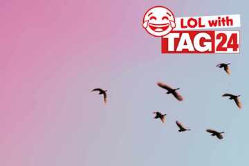 Joke of the Day for November 18, 2025: An animal funny to make you laugh