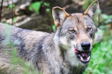 War alles ganz anders? Neue Details zum tödlichen Wolfsangriff auf Familienhündin Destiny