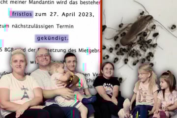 Wohnung von Ungeziefer befallen: Statt Hilfe bekommt diese Familie eine Kündigung
