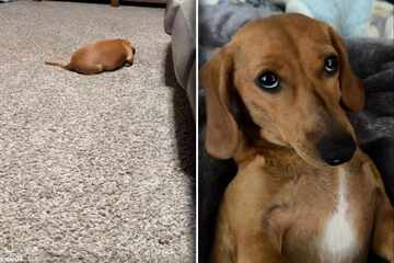 Dackel ignoriert sein Frauchen: Was dann passiert, lässt kein Auge trocken