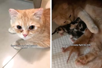 Katzenmama verliert eines ihrer Kätzchen: Wie sie darauf reagiert, lässt Herzen schmelzen