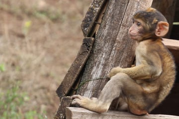 Im Juni geboren: Das können Besucher des Thüringer Zooparks Erfurt bei diesem Äffchen beobachten!