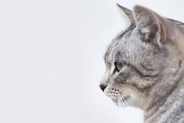 Das sind die 10 seltensten Katzenrassen der Welt