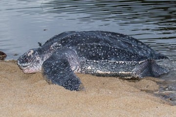 Größte Schildkröte der Welt: So groß werden Lederschildkröten