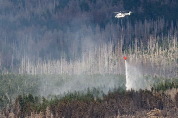 Satelliten, Fahrverbote, Totholz: So steht es um den Waldbrandschutz im Harz