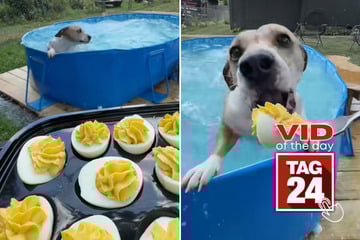 Viral Video of the Day for April 18, 2026: Dog takes snack break mid-swim for a deviled egg