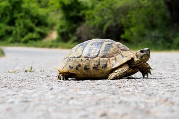 Alles andere als ein Raser: Schildkröte versucht, Bundesstraße zu überqueren
