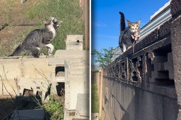 Frau ist überrascht, was Katze im Maul hat: Doch die Fellnase fängt erst an
