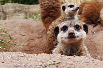 Über 1000 Paten im Zoo Leipzig: Das ist mit Abstand das beliebteste Tier!