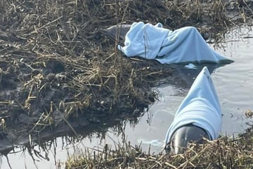 Gefangen im Schlamm: Tierretter befreien hilflose Delfine